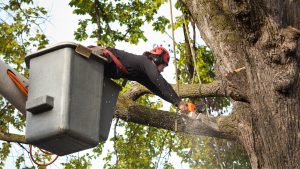Great Tree Trimming: Quick Advice to Maintain Healthy, Thriving Trees
