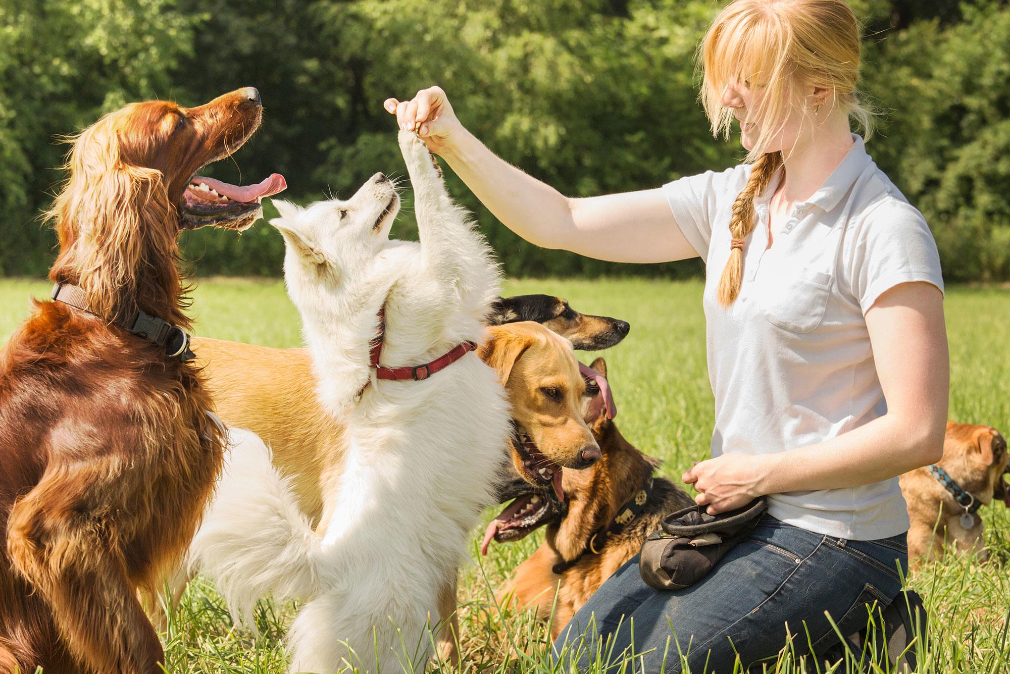 dog training in Glenwood Plaza