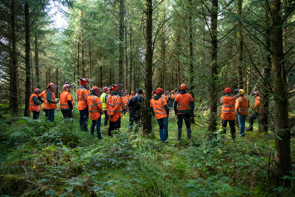 Tree trimming